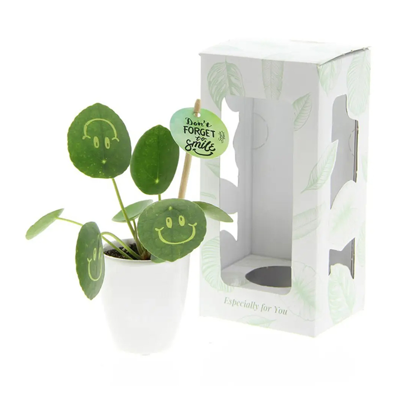 Plante Smylie en pot en céramique - image 3